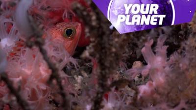 A fish in a coral reef and the Your Planet logo