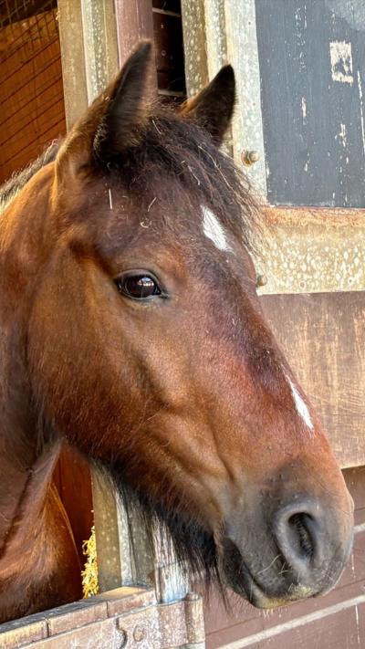 Close-up of a brown horse