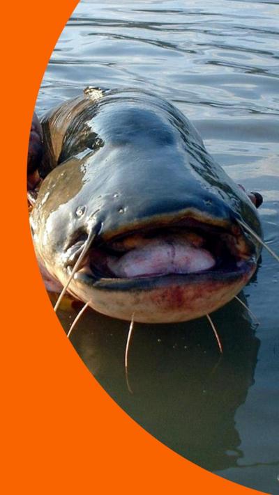 A giant catfish being held out of the water by two fishermen.