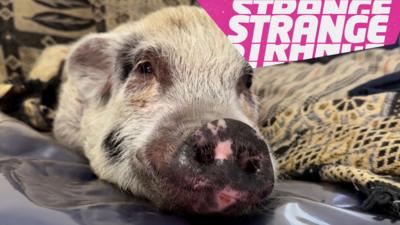 A pig and the Strange News logo