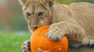 A lion cub chewing on a pumpkin