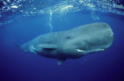 A sperm whale swims in the blue ocean