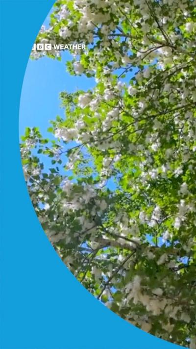 A leafy green tree with small white flowers.