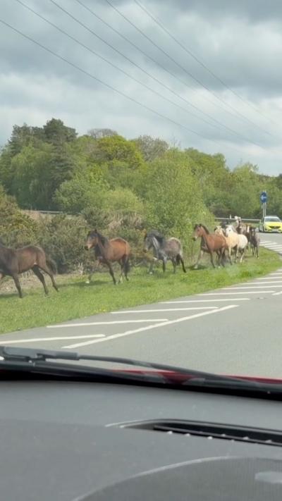 Six horses are running one behind the other on a piece of grass next to a road