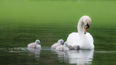 A swan and her cygnets swim across a body of water. There is no suggestion of blue green algae in the water. It is a stock image