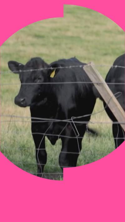 A black cow stands behind a fence in a field.