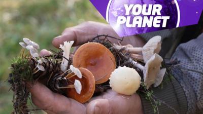 A handful of mushrooms and the Your Planet logo