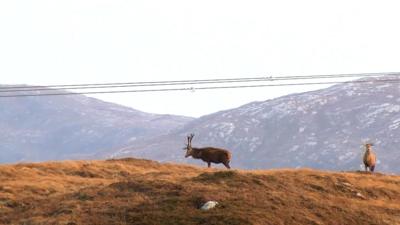 Fèidh air cnoc