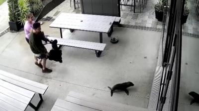 Baby seal heads for the bar doorway as two people follow 
