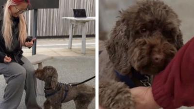 Small dog with brown fur standing next to someone sat down. The same dog is also seen putting its paw on someone's hand.