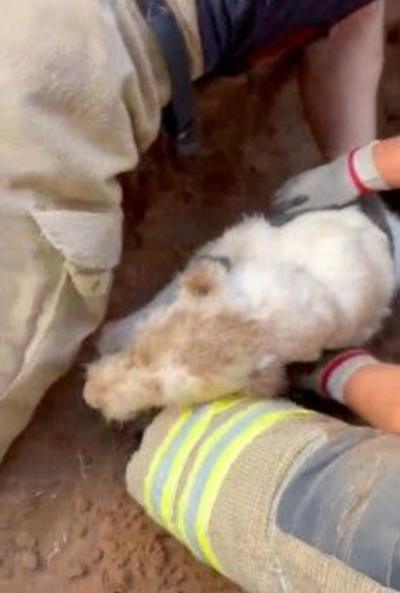Dog being rescued from a tunnel