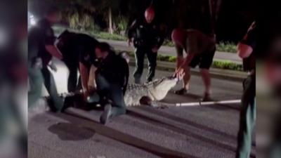 Police officers are trying to remove a 600-pound alligator from the road in Florida.