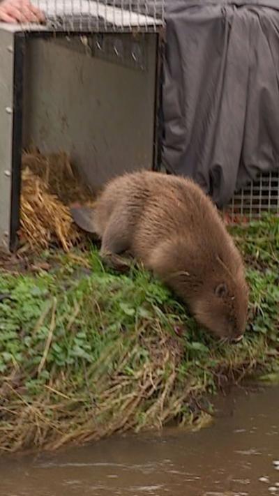 Brown beaver entering river near grass