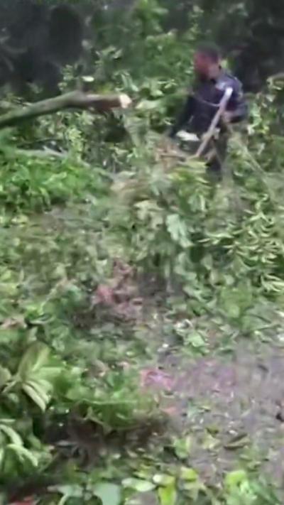 Man clearing fallen branches from road