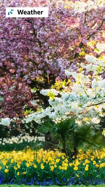 Spring flowers in bloom