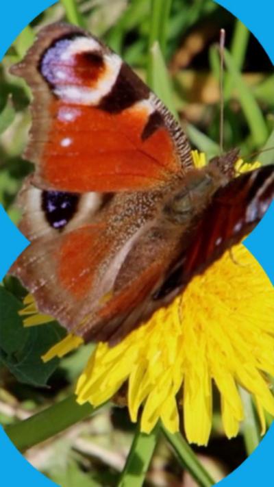 Peacock butterfly rests on a yellow dandelion flower