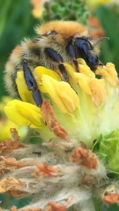 Moss Carder bumblebee