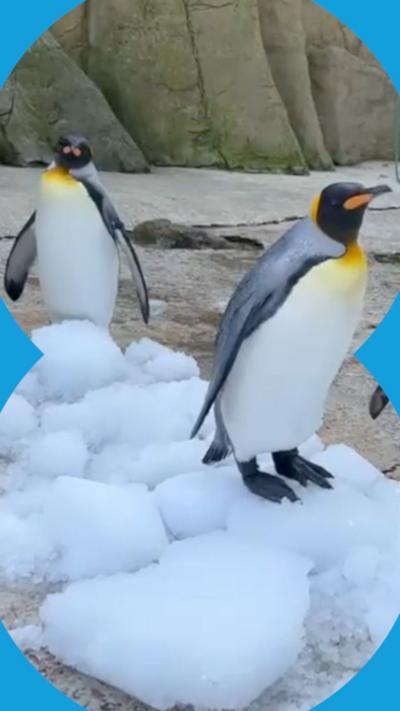 Two penguins a zoo enclosure keeping cool with ice chips