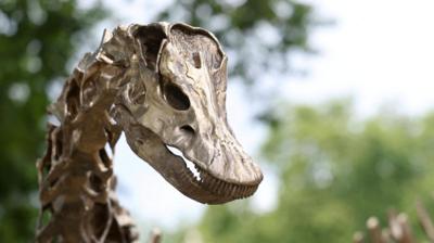 A bronze diplodocus statue at the Natural History Museum