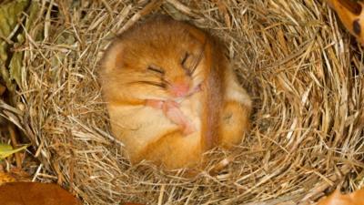 A hazel dormouse. It is asleep, lying on its back with its feet and tail tucked in. It is lying in hay.