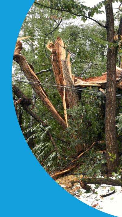 A cracked tree in Colorado with snow on the ground