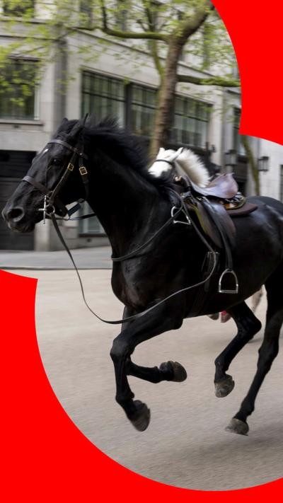 Black horse Quaker running through central London without rider