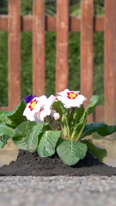 A plant which has been put in a pothole.