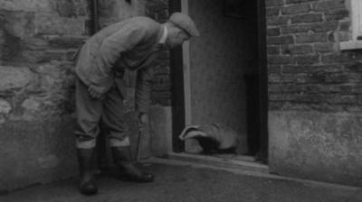 Black and white image of man in boots and flat cap encouraging a badger to come out of a doorway.