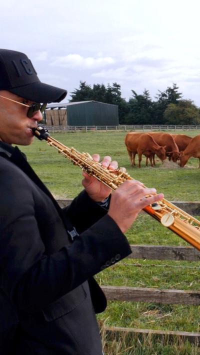 A man plays a saxophone at the fence of a paddock of brown cows