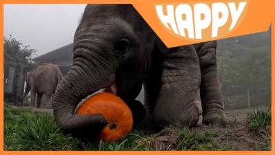 A baby elephant with a pumpkin