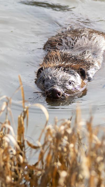 Beavers at Boothby Wildland are helping to fight flooding by slowing the flow of water.