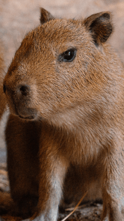 Two brown Capybaras stood next to each other