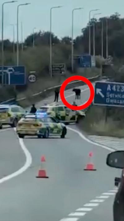 Cow on M4