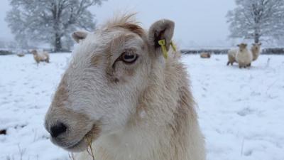 Sheep in snowy field