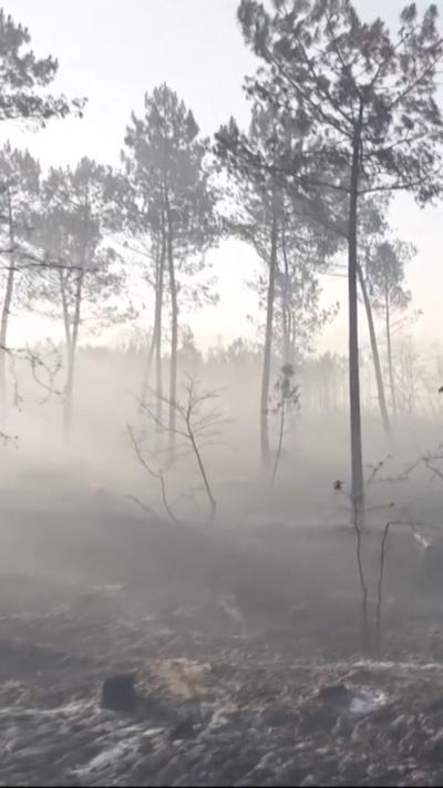 A vertical image showing scorched earth and burnt trees