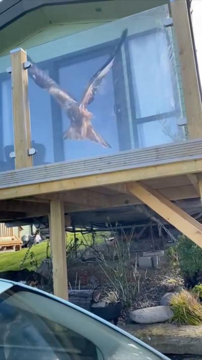Alternative description
A large bird is slightly in the air with its wings fully extended. However, it is trapped behind a small glass wall trying to get out. The glass wall is part of the perimeter of what seems to be a small stationary cavaran site, the building is comprised of light green painted wood and unpainted light woods.