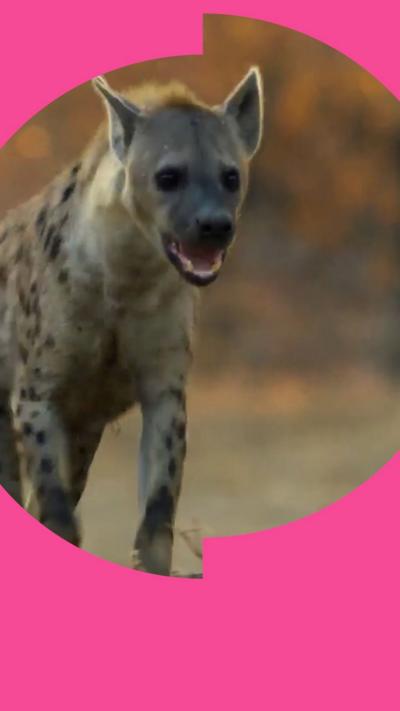 A hyena runs with it's mouth open
