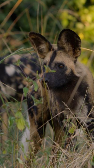 An African wild dog