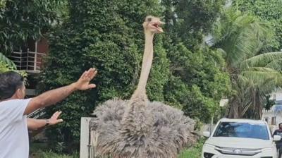 Ostrich roaming the streets of Kerala