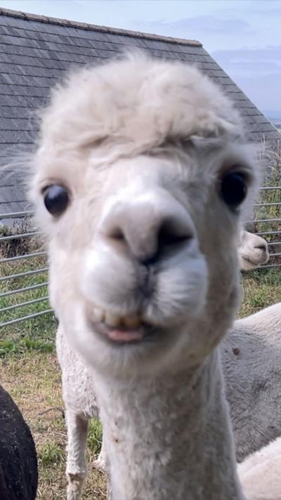 Close-up of a white alpaca leaning toward the camera, showing its fluffy face and bottom teeth. It's in a fenced field with other alpacas and a slate-roofed building in the background. 