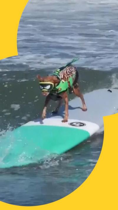 A dog on a surf board