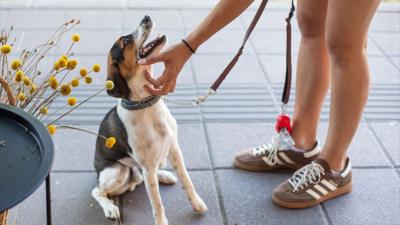 A woman pets her dog on pavement outdoors.