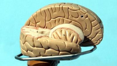 Model of a brain, sliced open, in front of a light blue background