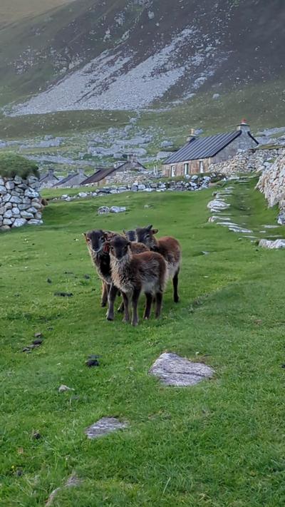 Caoraich ann an Hiort