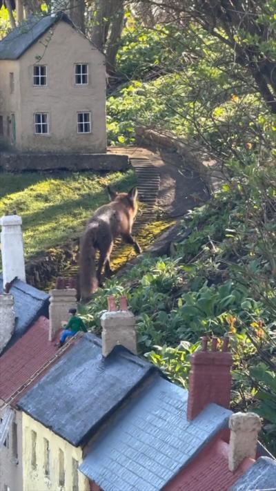 A fox walks along a narrow garden path surrounded by greenery, with a small model house visible in the background. In the foreground, rows of miniature rooftops from a model village can be seen beneath the animal.