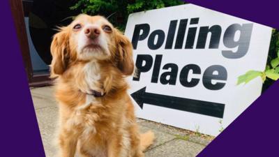 A dog at a polling station