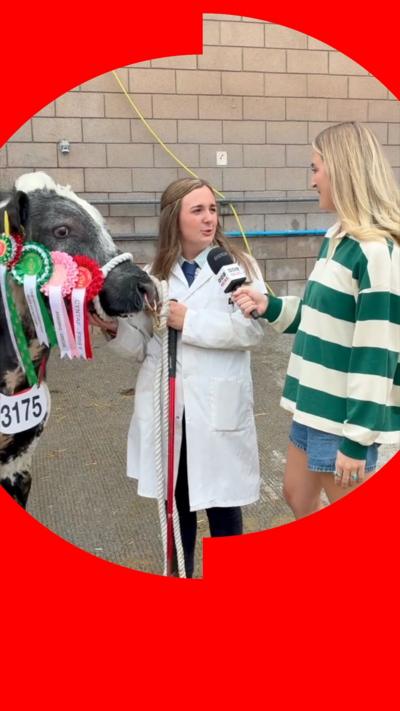A woman being interviewed next to a cow