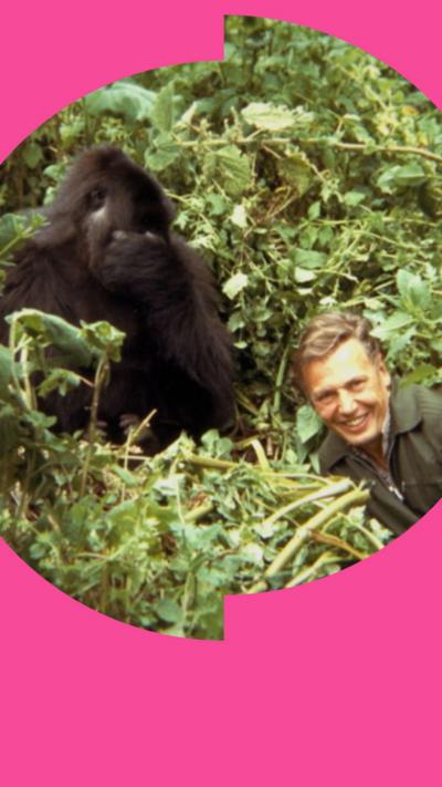 A young Sir David Attenborough alongside a gorilla, surrounded by foliage.