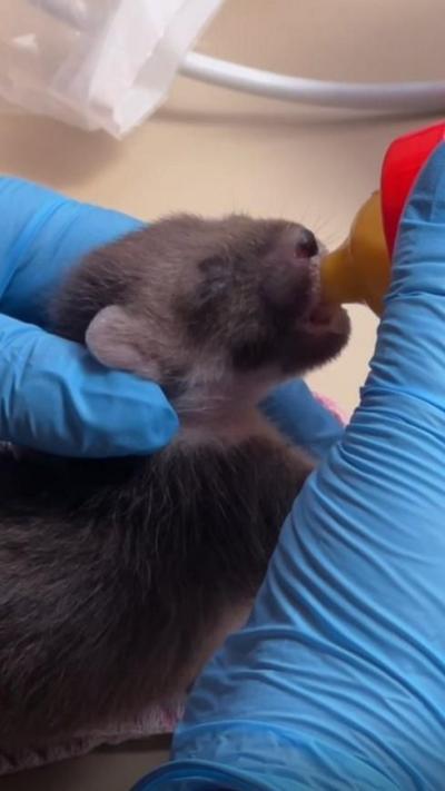 A baby pine marten being fed by hand with a bottle. A person is feeding the animal while wearing blue surgical gloves. 