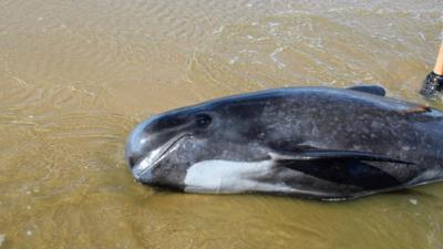 Beached whale